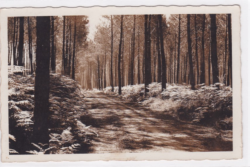 Postcard CPA 40 Castets-Des-Landes - Landscapes of Art E. Vignes