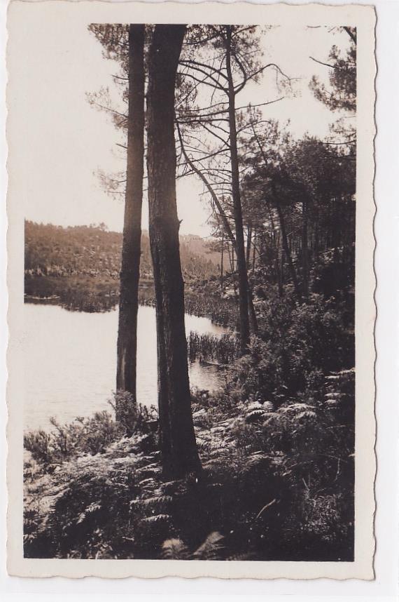 Old Postcard CPA Landscapes of Art E. Vignes - 40 Castets-Des-Landes