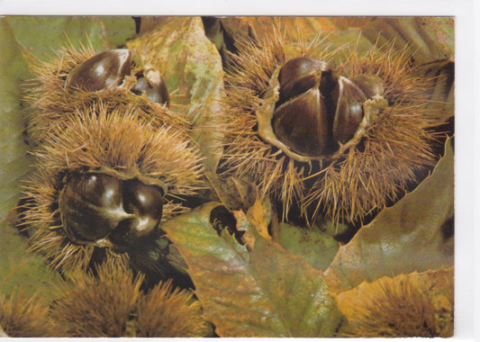 Carte Postale CPM Couleurs Des Cévennes - Châtaignes