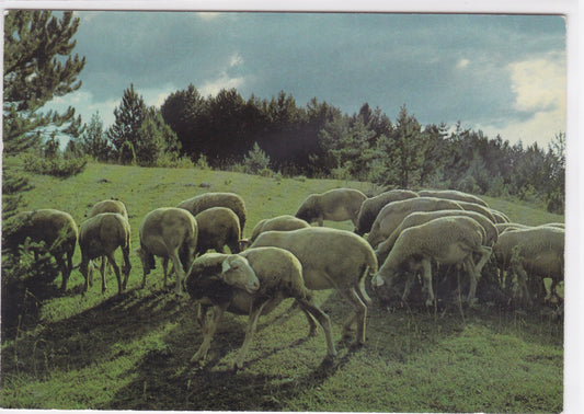Carte Postale CPSM 48 La Lozère
