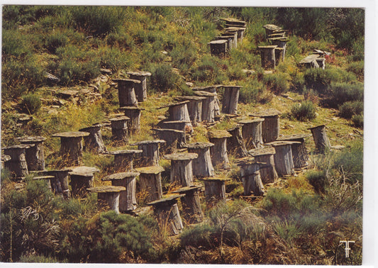 Carte Postale CPM Cévennes - Ruches En tronc De Châtaignier Avec Toit De Schiste