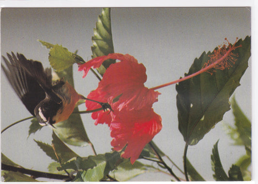 Carte Postale CPM Martinique - Le Sucrier