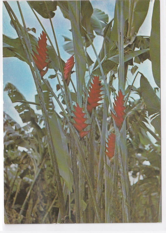 Carte Postale CPM Martinique - Les Balisiers