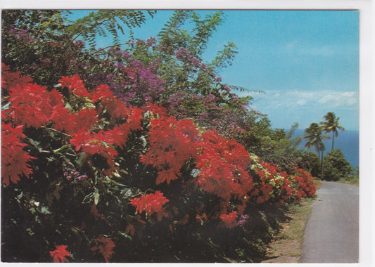 Carte Postale CPM Martinique - Grand'Rivière - Des Fleurs Sur La Route