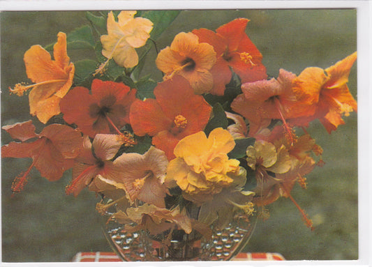 Carte Postale CPM Martinique - L'Île Aux Fleurs - Hibiscus Variés