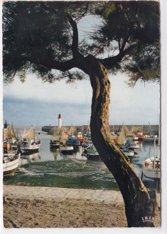 Carte Postale CPSM 17 Île D'Oléron - Le Port De La Cotinière