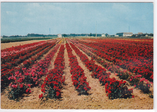 Carte Postale CPM 49 En Anjou - Une Roseraie