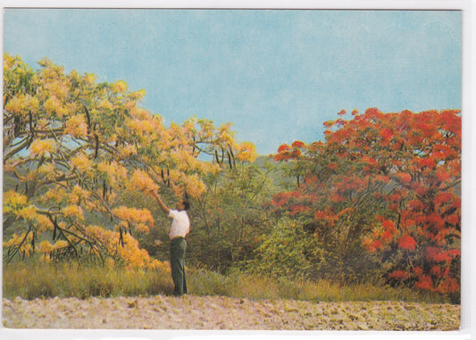 Carte Postale CPM Martinique La Campagne En Fleurs Flamboyants Jaune Et Rouge