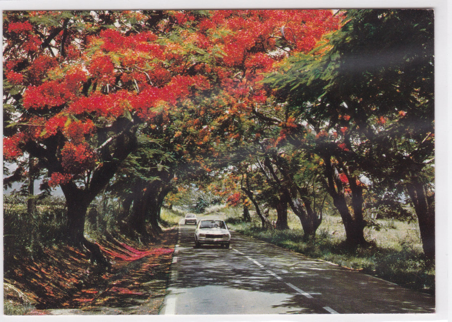 Carte Postale CPM Guadeloupe - À L'Ombre Des Flamboyants