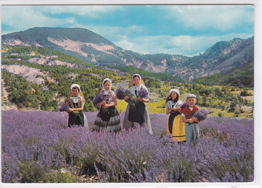 Carte Postale CPM 06 Cueillette De La Lavande