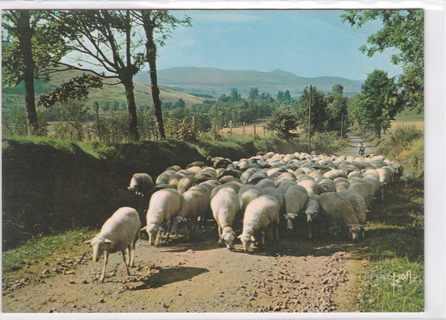 Carte Postale CPM Troupeau De Moutons