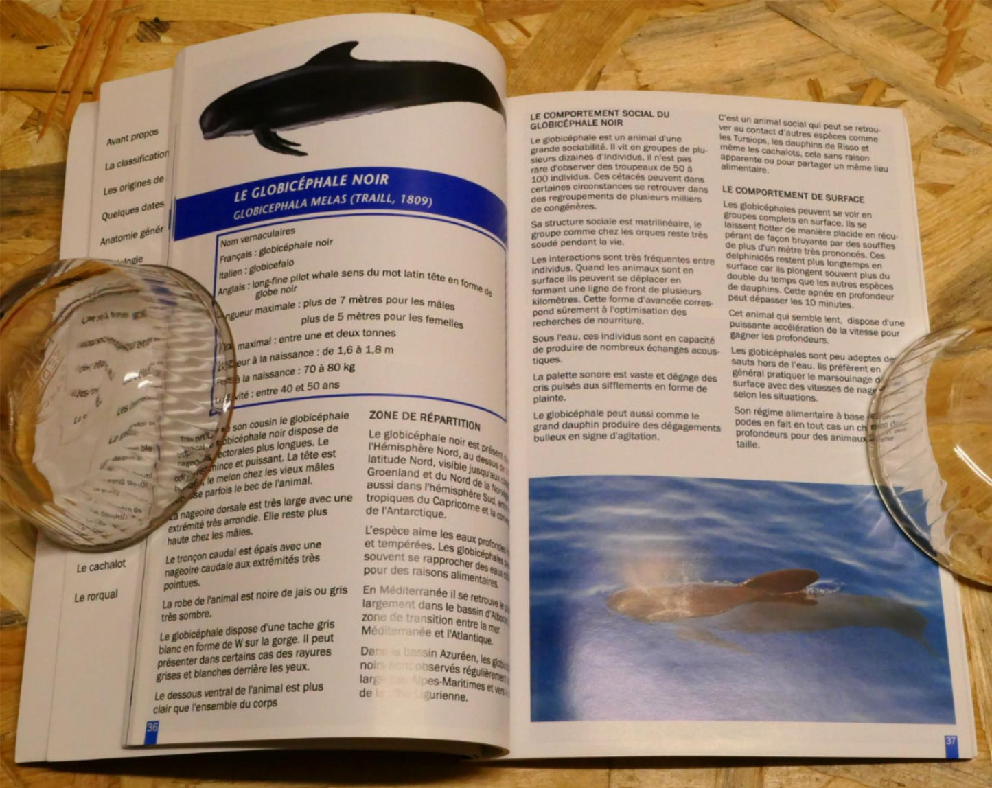 Les Cétacés Du Bassin Azuréen - Guide Naturaliste - Philippe Maurt - 2015
