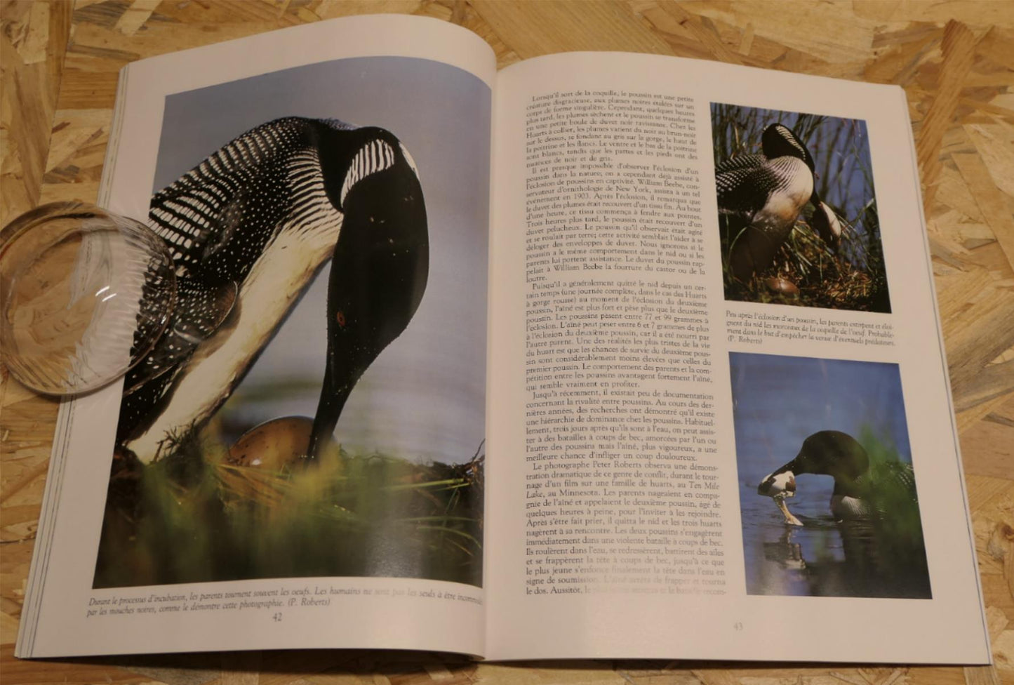 Magie Du Huart - Broquet 1990 - Oiseau Plongeon Arctique Nature Canada Photos