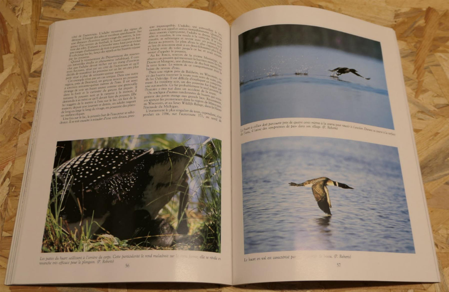 Magie Du Huart - Broquet 1990 - Oiseau Plongeon Arctique Nature Canada Photos