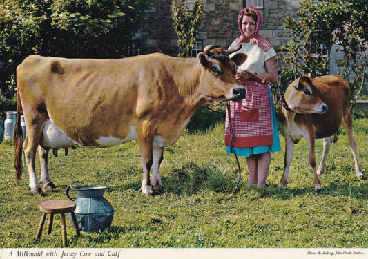CPSM POSTCARD / A MILKMAID WITH JERSEY COW AND CALF 