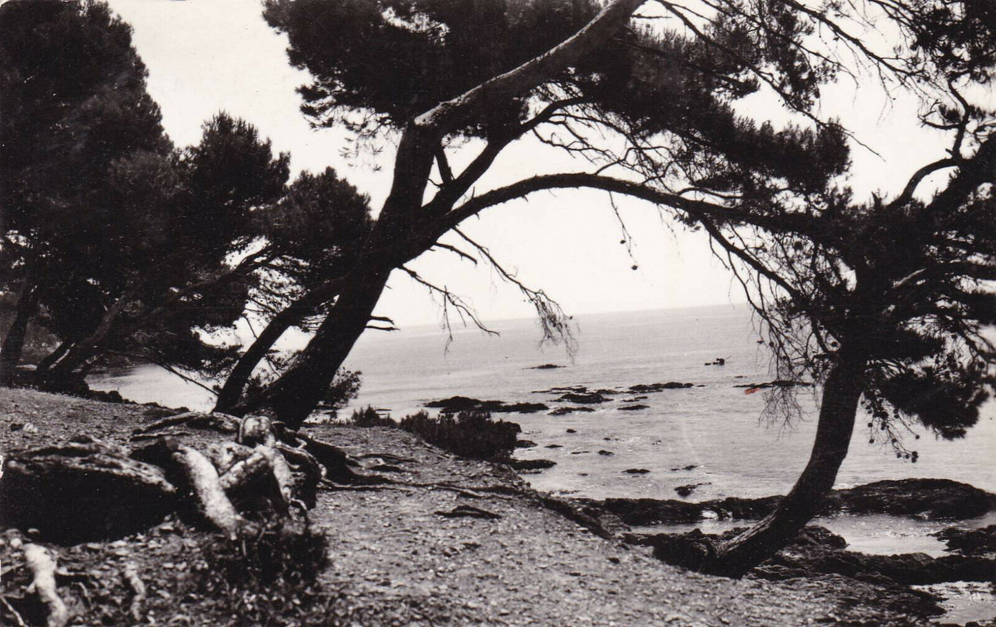 CPSM BLACK AND WHITE POSTCARD / SURROUNDINGS OF SAINTE-MAXIME COTE AUX ISSAMBRES