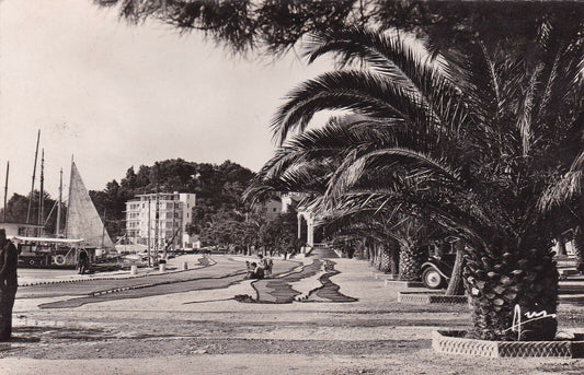 CPSM BLACK AND WHITE POSTCARD / BANDOL ALLEE ALFRED VIVIER (1953) 