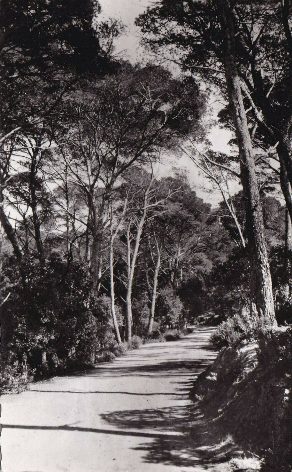 CPSM BLACK AND WHITE POSTCARD / PORQUEROLLES NOTRE-DAME BEACH ROAD 