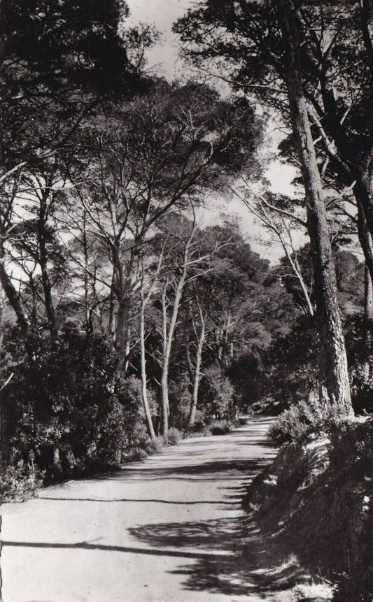 CPSM BLACK AND WHITE POSTCARD / PORQUEROLLES NOTRE-DAME BEACH ROAD 