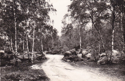 CARTE POSTALE CPSM NOIR & BLANC / MILLY-LA-FORET EN FORET