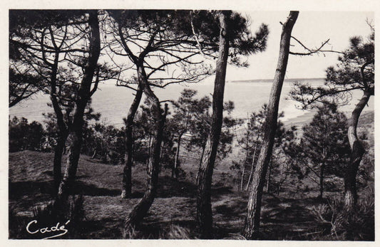 CARTE POSTALE ANCIENNE CPA NOIR ET BLANC / ST-BREVIN-L'OCEAN COTE DE JADE PINS