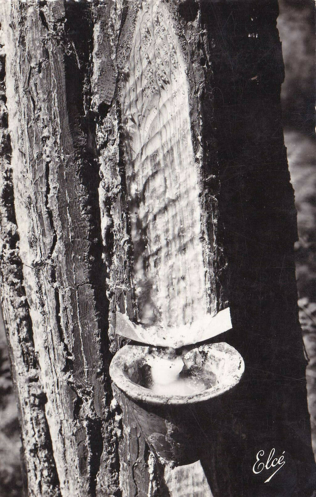 POSTCARD CPSM / LA LANDE LANDES PINE BLEEDING RESIN HARVESTING