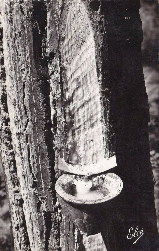 POSTCARD CPSM / LA LANDE LANDES PINE BLEEDING RESIN HARVESTING