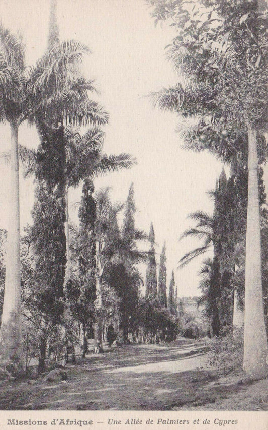CARTE POSTALE ANCIENNE CPA / MISSIONS D'AFRIQUE UNE ALLEE DE PALMIERS ET CYPRES