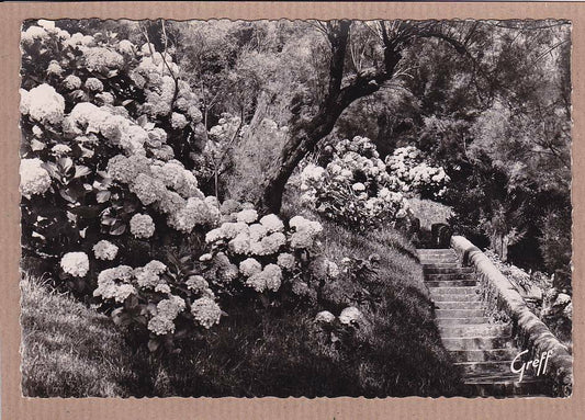 CPSM BLACK &amp; WHITE POSTCARD / BIARRITZ HORTENSIAS IN ATALAYE 