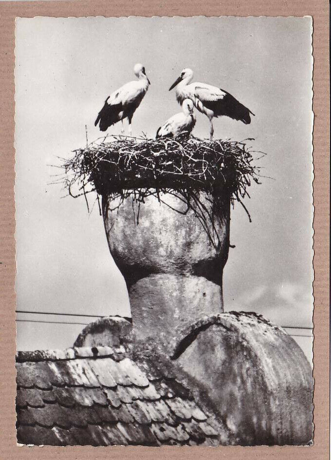 CPSM BLACK &amp; WHITE POSTCARD / THE STORKS OF RIQUEWIHR ALSACE