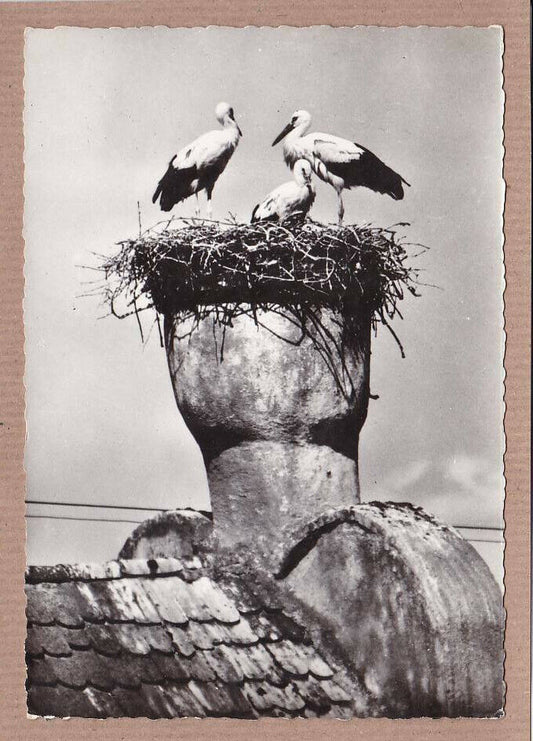 CPSM BLACK &amp; WHITE POSTCARD / THE STORKS OF RIQUEWIHR ALSACE