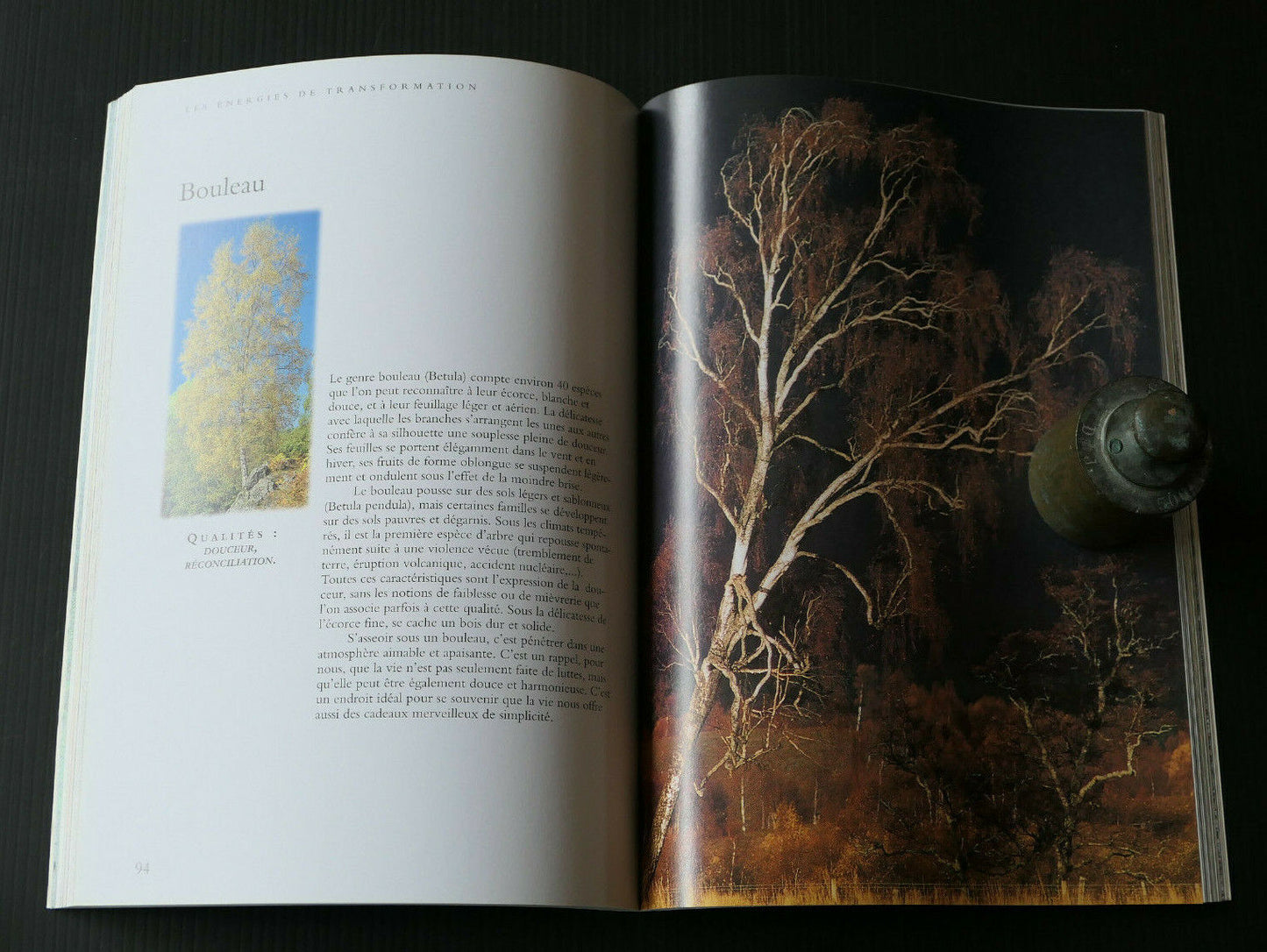 L'ENERGIE DES ARBRES / PATRICE BOUCHARDON / ENERGIE NATURE SPIRITUALITE