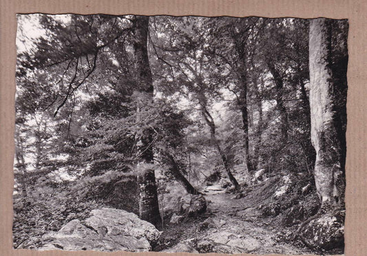 CPSM BLACK &amp; WHITE POSTCARD / LA SAINTE-BAUME STATE-OWNED FOREST UNDERGROWTH 