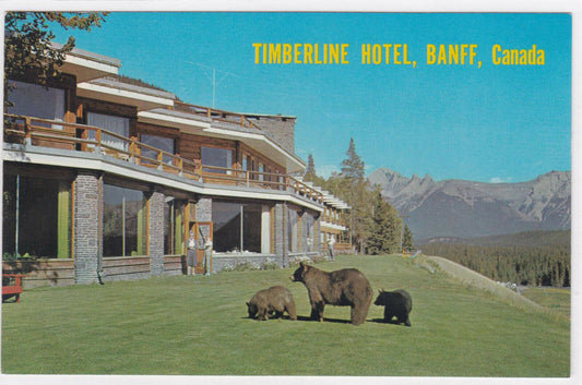 POSTCARD CPSM CANADA TIMBERLINE HOTEL BEARS BANFF BOW RIVER VALLEY 
