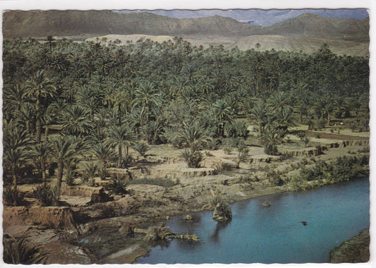 CPSM COLOR POSTCARD PICTURESQUE MOROCCO PALM GROVE DRAA VALLEY 