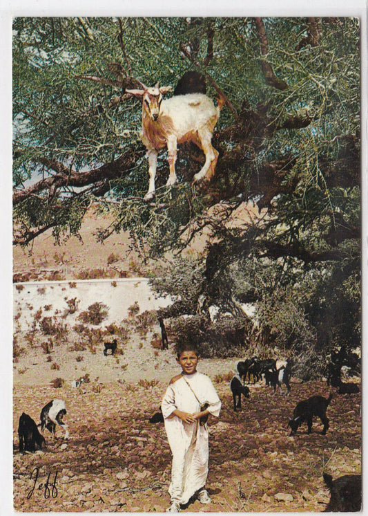 COLOR POSTCARD CPSM MOROCCO LITTLE SHEPHERD OF SOUSS 