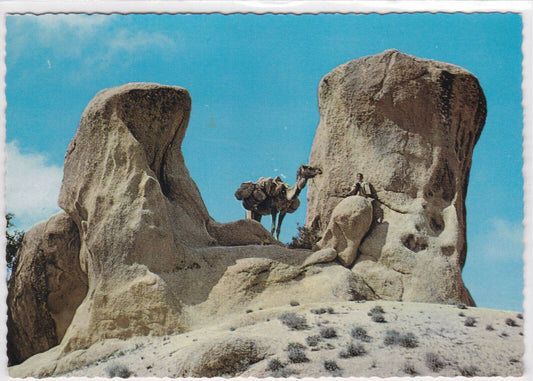 COLOR POSTCARD CPSM MOROCCO PICTURESQUE TAFRAOUT DROMEDARY IN ROCKS