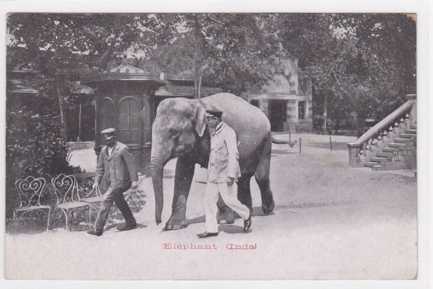 CARTE POSTALE ANCIENNE CPA ELEPHANT INDE PUBLICITE MAISON CLOUZEAU LILLE