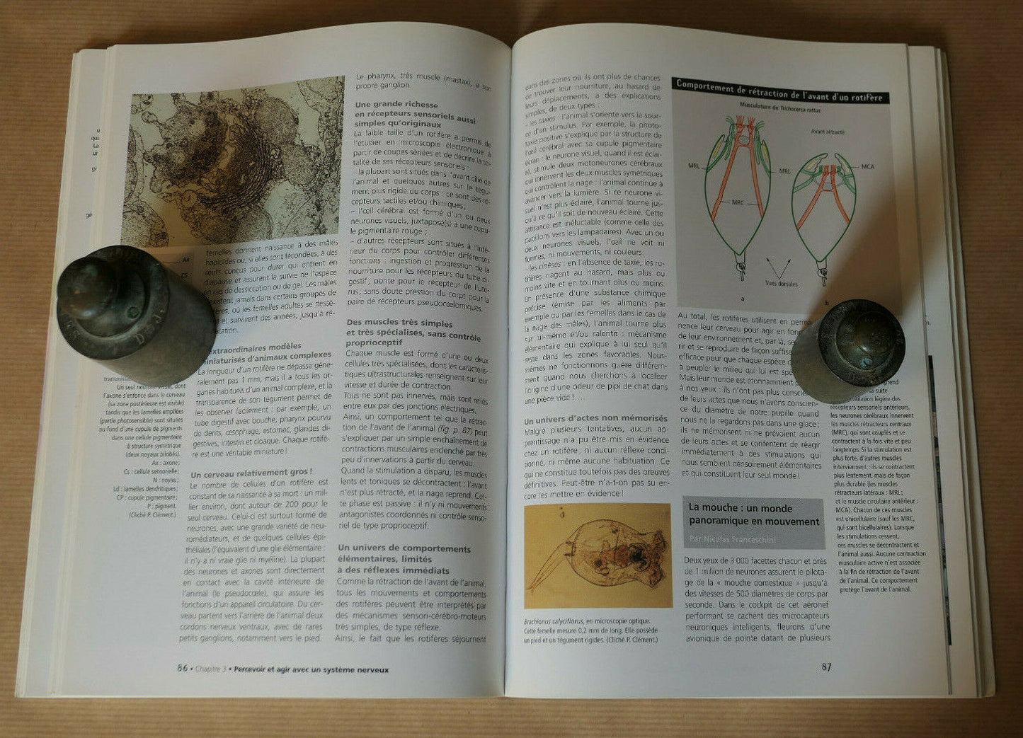 MILLE CERVEAUX MILLE MONDES / NATURE SCIENCE ANIMAUX HISTOIRE NATURELLE / 1999