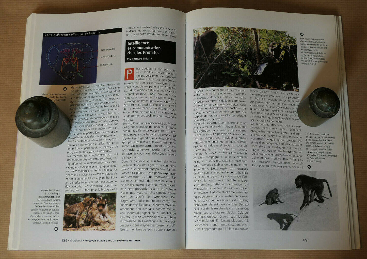 MILLE CERVEAUX MILLE MONDES / NATURE SCIENCE ANIMAUX HISTOIRE NATURELLE / 1999