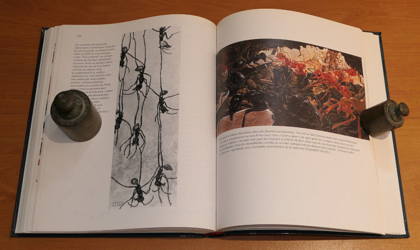 VOYAGE CHEZ LES FOURMIS / ENTOMOLOGIE DECOUVERTE SCIENCE ETUDE / 1996