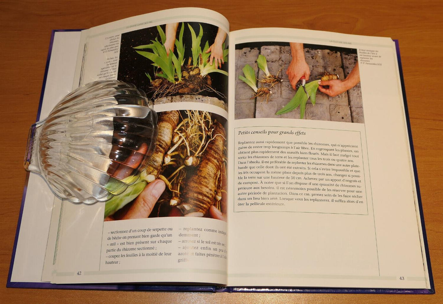 LE GRAND LIVRE DES IRIS / FLEURS ESPECES CULTURE JARDIN PHOTOS / 2006