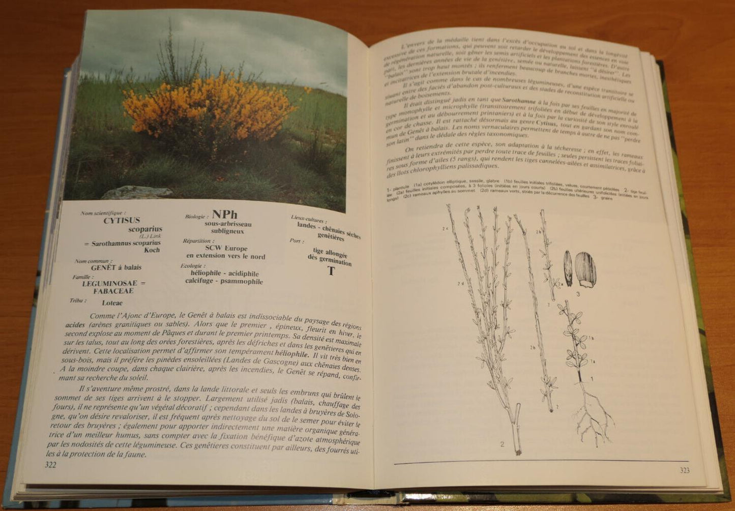 PERENNES ET VIVACES NUISIBLES EN AGRICULTURE / JACQUES MONTEGUT
