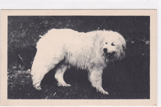 CPSM POSTCARD ANIMALS MOUNTAIN DOG BERGONS-DE-SOUM