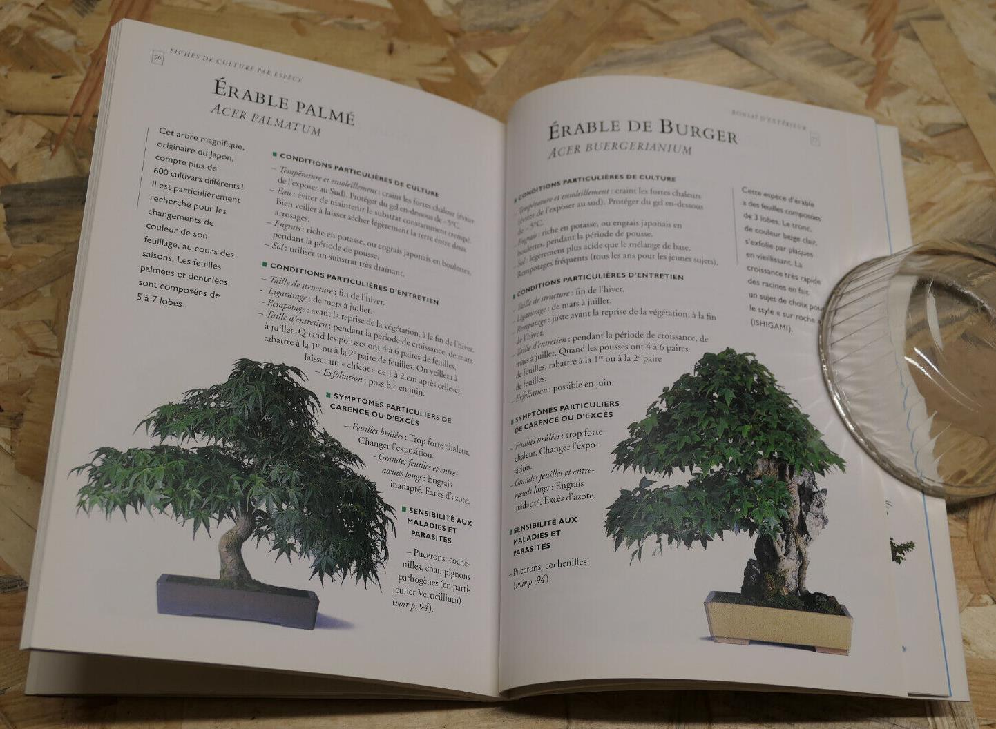 BONSAI D'INTERIEUR & D'EXTERIEUR DENIS SEBBAN ENTRETIEN GUIDE TECHNIQUE PRATIQUE