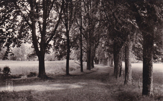 CARTE POSTALE CPSM POUGUES-LES-EAUX (NIEVRE) L'ALLEE DES SOUPIRS... (1967)