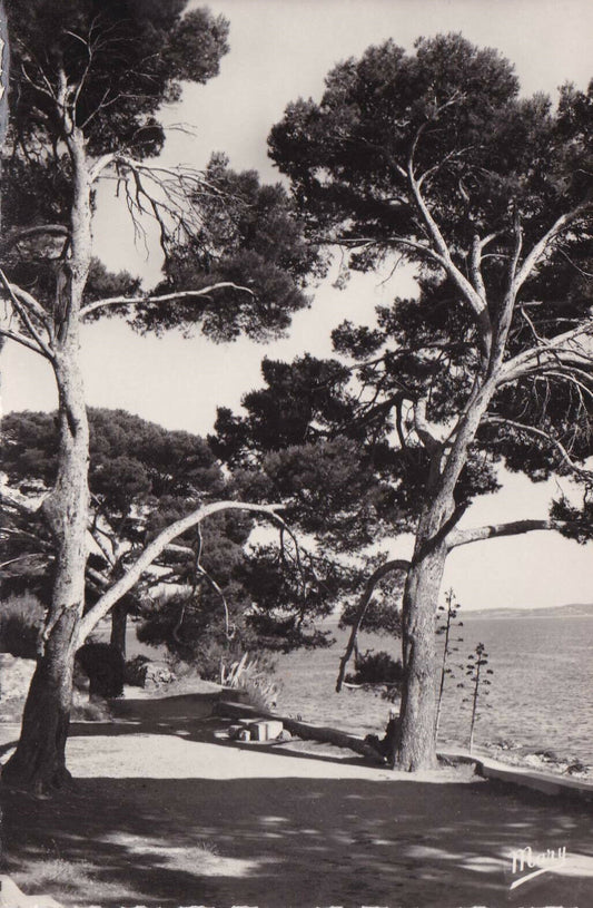 CARTE POSTALE CPSM NOIR ET BLANC / CARQUEIRANNE VAR BEAU RIVAGE (1956)