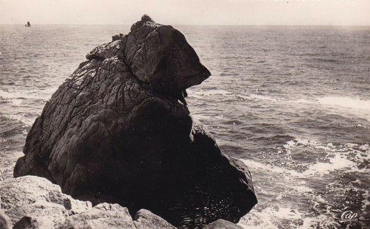 CPSM BLACK AND WHITE POSTCARD / LA GRANDE COTE ROCHERS THE POLAR BEAR 