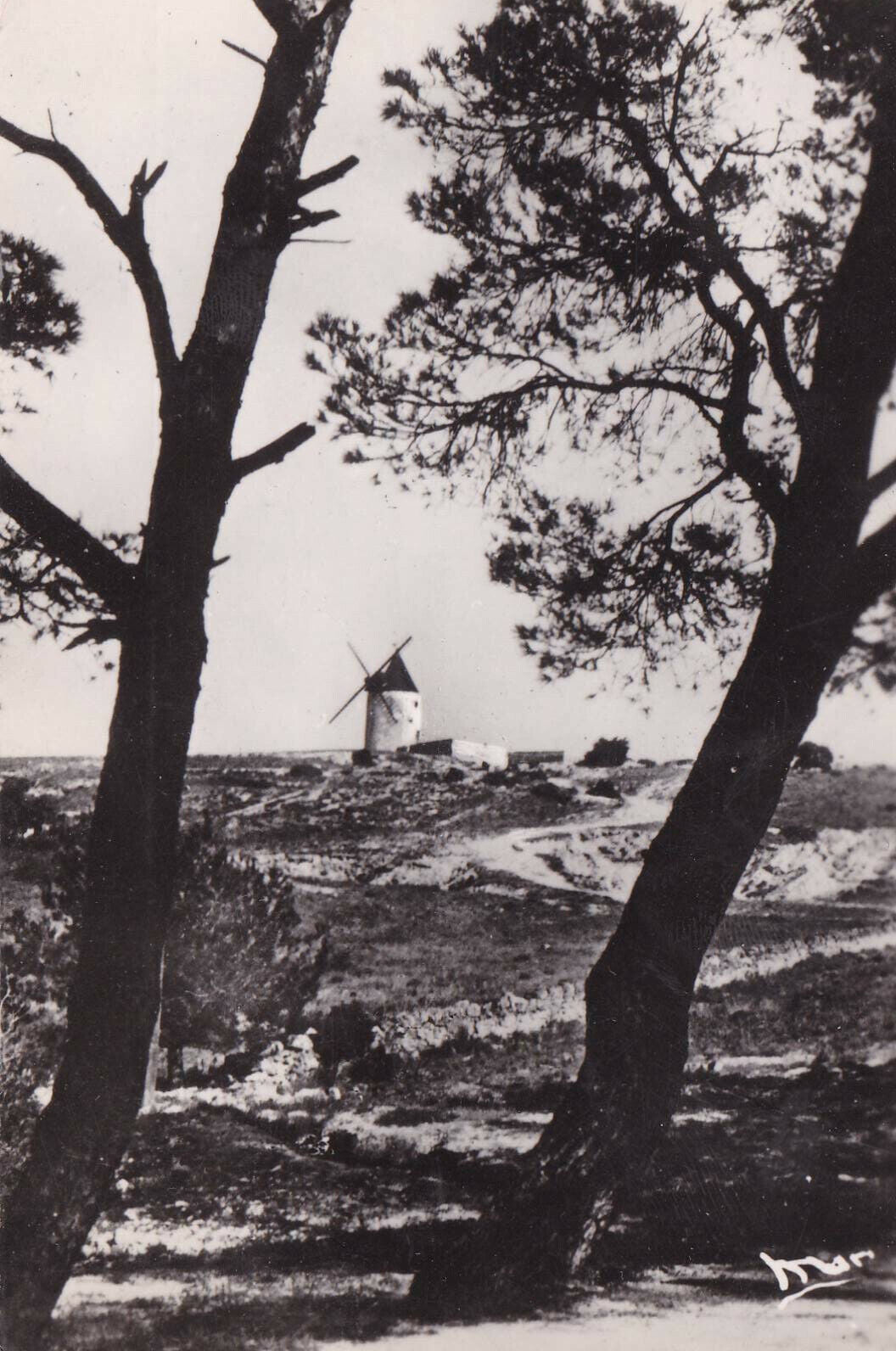 CPSM BLACK AND WHITE POSTCARD / PROVENCE DAUDET'S MILL (1955) 