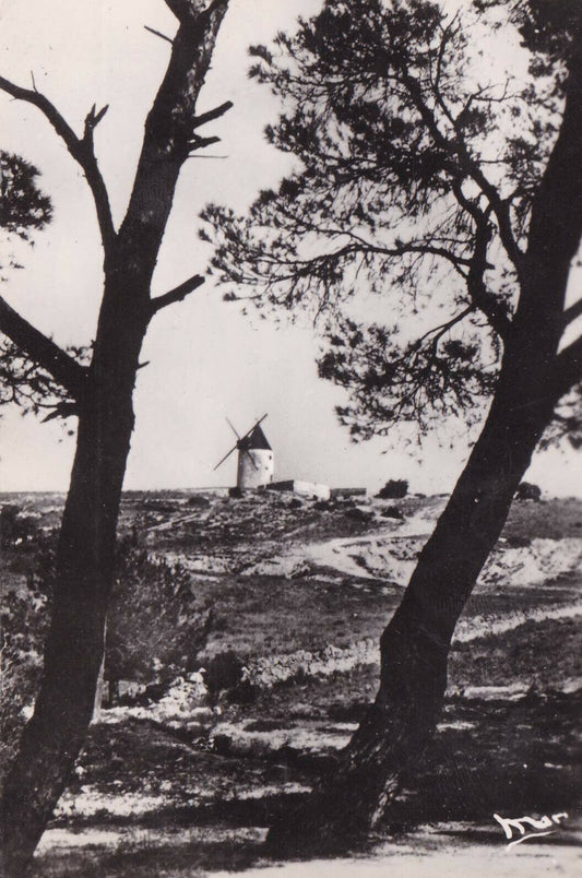 CPSM BLACK AND WHITE POSTCARD / PROVENCE DAUDET'S MILL (1955) 